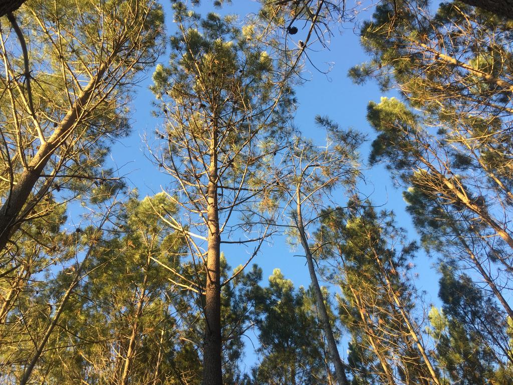 Colina Dos Piscos Casais da Abadia Bagian luar foto